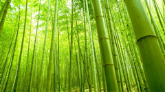 bamboo forest.