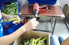 Auber laminated tube tail